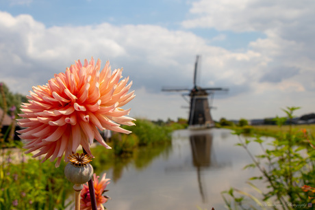 Bloem/Molen