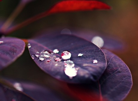 Drops in a sea of red