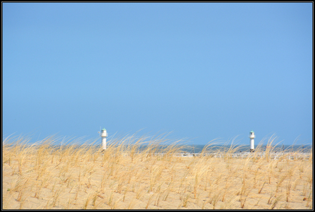 New dune grass.