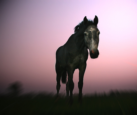 Paard in de schemer