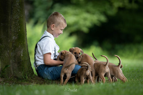 Jelle en zijn 11 puppies