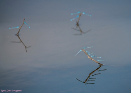 Damselflies / waterjuffers