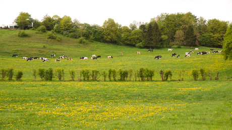 voorjaar in de Ardennen