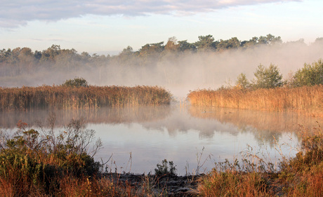 Kampina in de mist 2