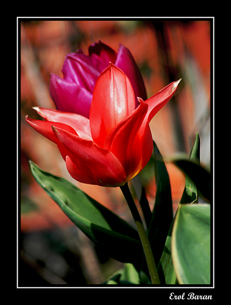 Tulpen in de tuin