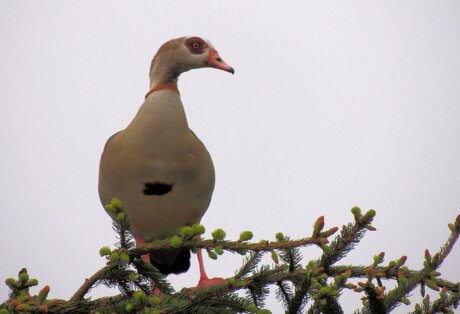 gans in een denneboom