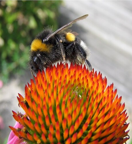 Hommel op zonnehoed
