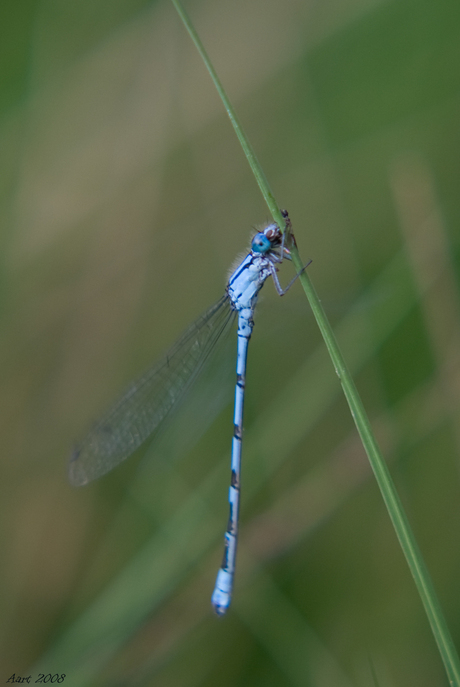 azuurwaterjuffer (Coenagrion puella)