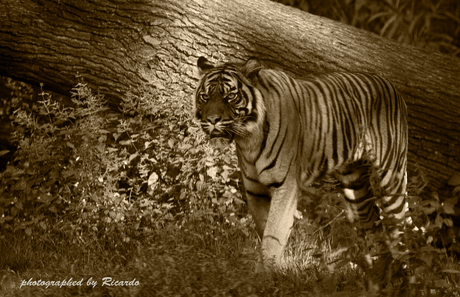 Sumatraanse tijger donkersepia
