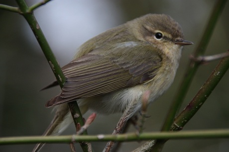 Vogeltje