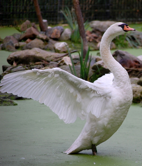 Majestic Swan