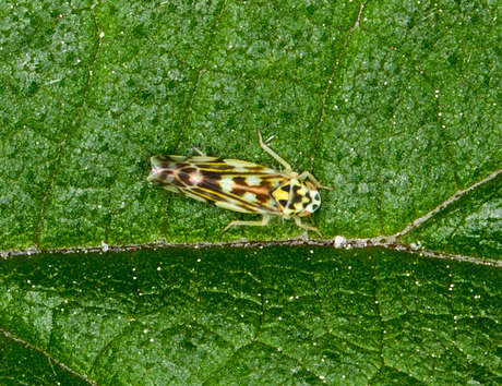 cicade 2 mm groot