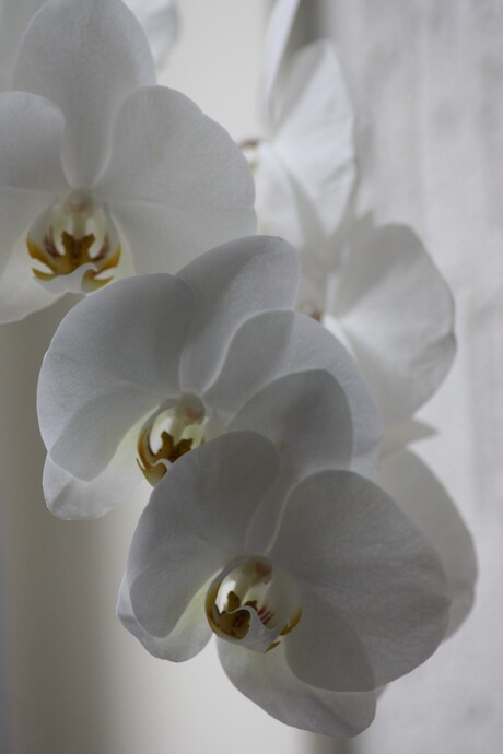 Orchidee