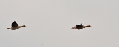 Ganzen in volle vlucht