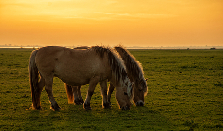 Fjordenpaarden