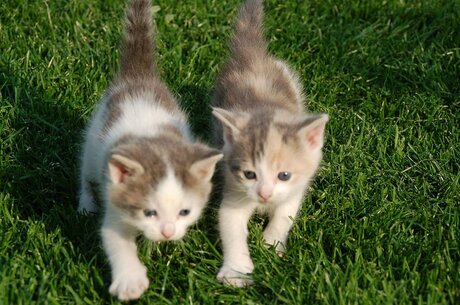 Vrienden voor het leven