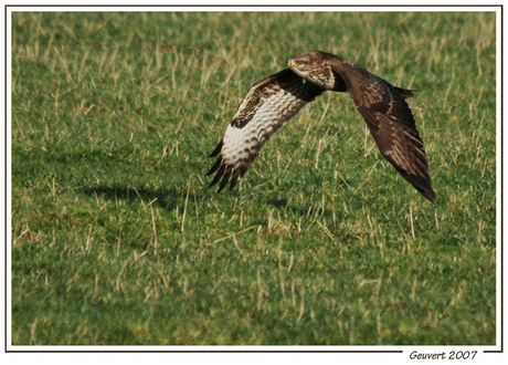 Buizerd