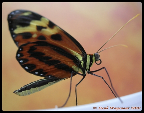 Tropical butterfly