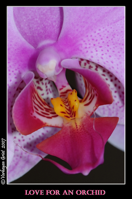 Love for an orchid