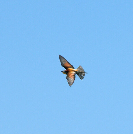 Bee eater 1/4