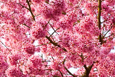 Bloesem prunus boom