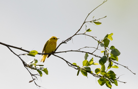 Yellow Warbler