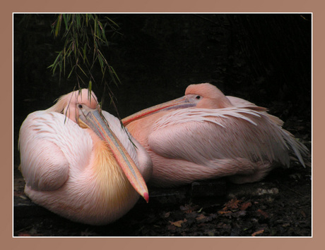 Roze Vogels
