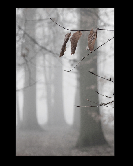 trio aan de boom