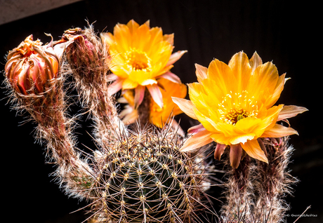 cactusbloemen