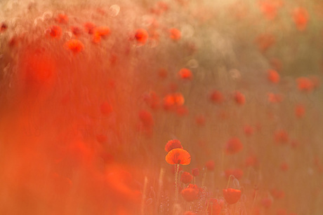 In Poppies
