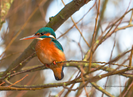 IJsvogel