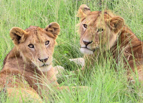Lions in the Serengeti grass