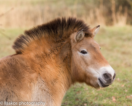 przewalskipaard natuurpark lelystad