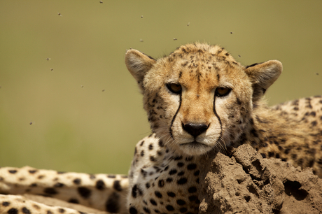 Liggende cheetah