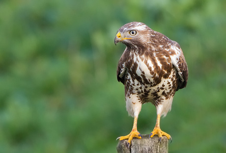 Buizerd