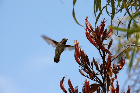 Colibri