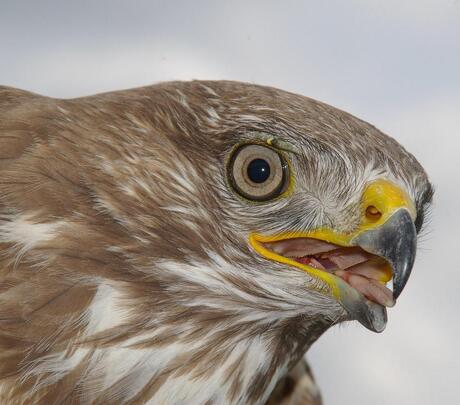 buizerd