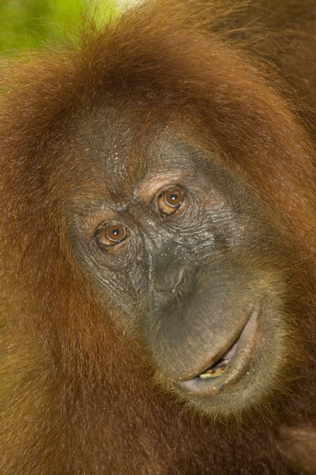 Orang oetan