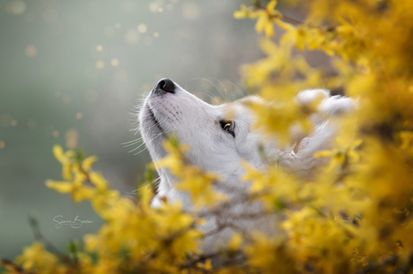 Samojeed pup tussen de bloemen