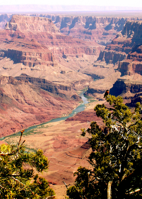 Canyon bird