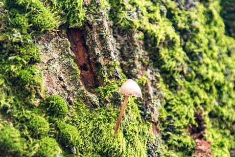 Lonely Mushroom