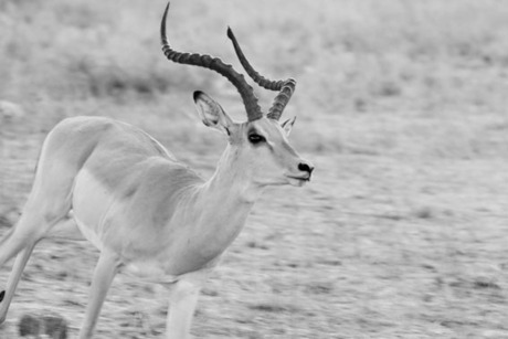 Impala run