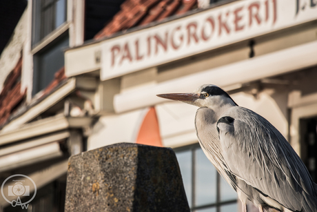 Reiger Volendam