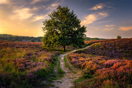 Eikenboom in de Ochtend