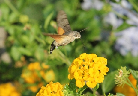 Kolibrie vlinder-1