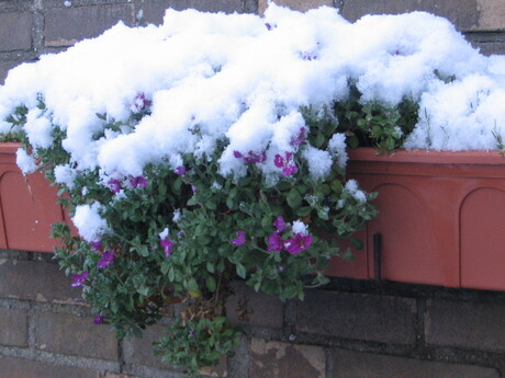 Sneeuw op een plant