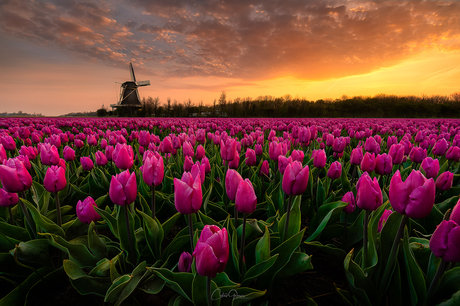 An amazing sunrise among the purple tulips