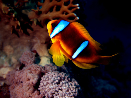 Clown Fish