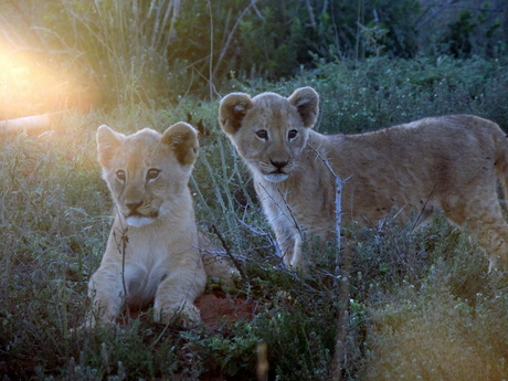 Little lion cubs