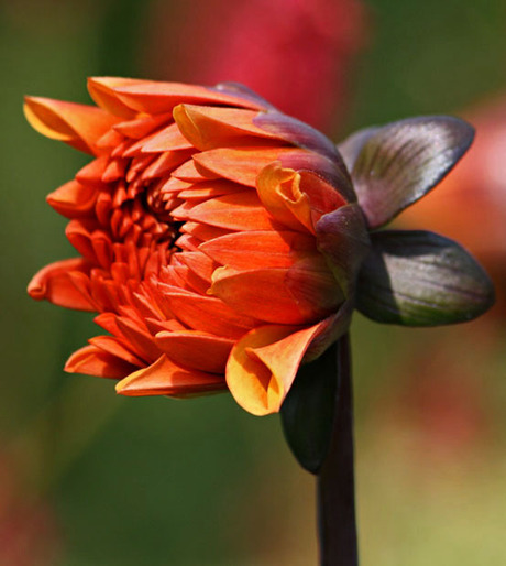 Dahlia